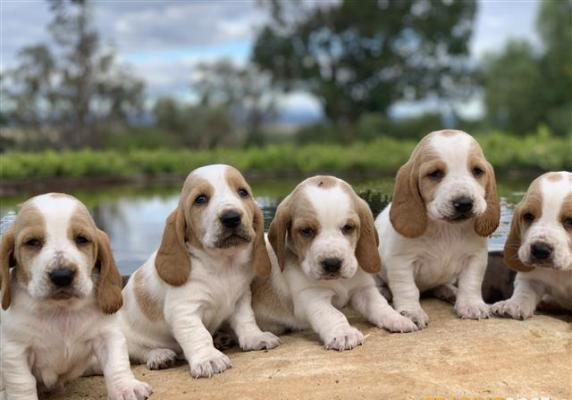 Pedigree Basset Hound Pups, red/white markings